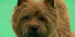 Splinterhill's Dutch Gold