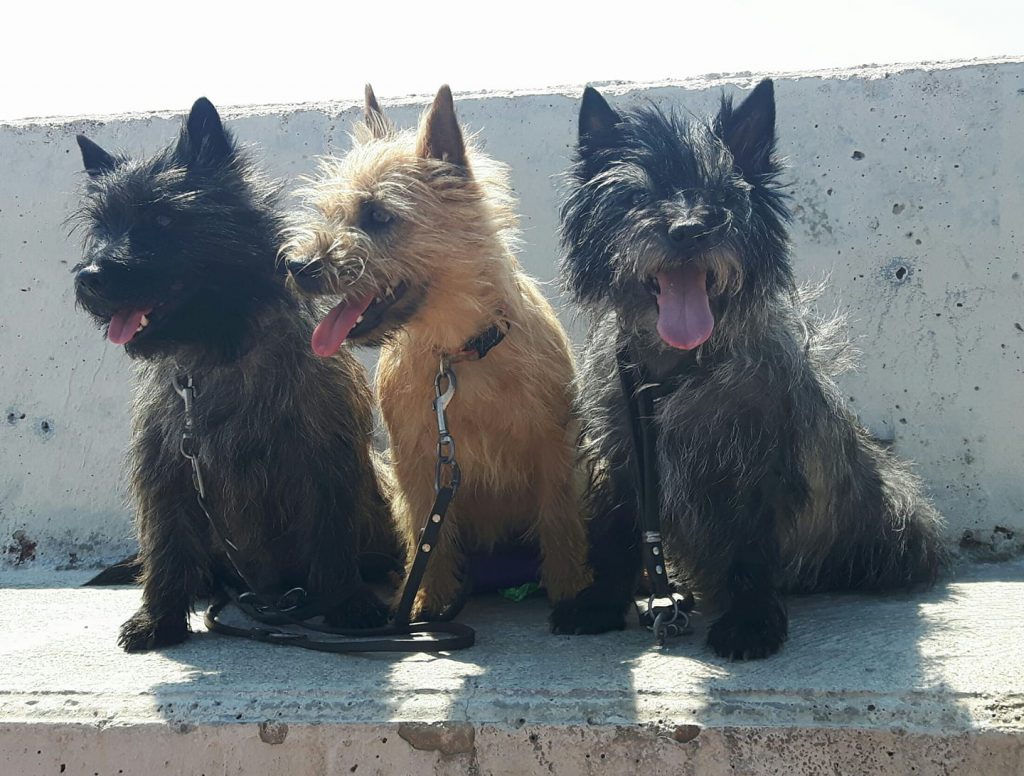 Splinterhill Balkan Nacho en Gwenn