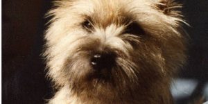 Twinlaw Spring Moon Splinterhill Cairn Terriers