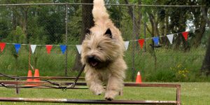 Splinterhill's What Next agility