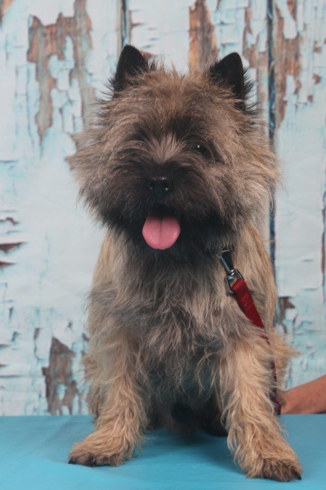 Splinterhill Cairn Bobbit