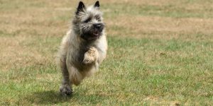 Cairn Terrier Splinterhill Bobbit
