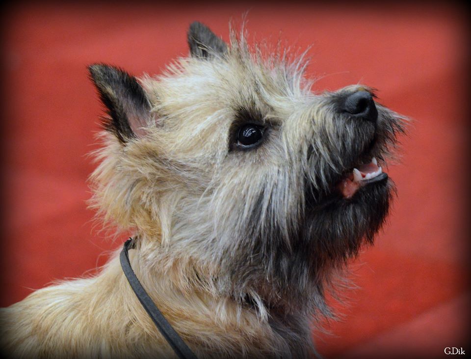 Splinterhill's Zaza Zinzi