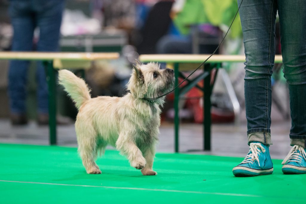 Cairn Terrier Splinterhill's Zaza Zinzi