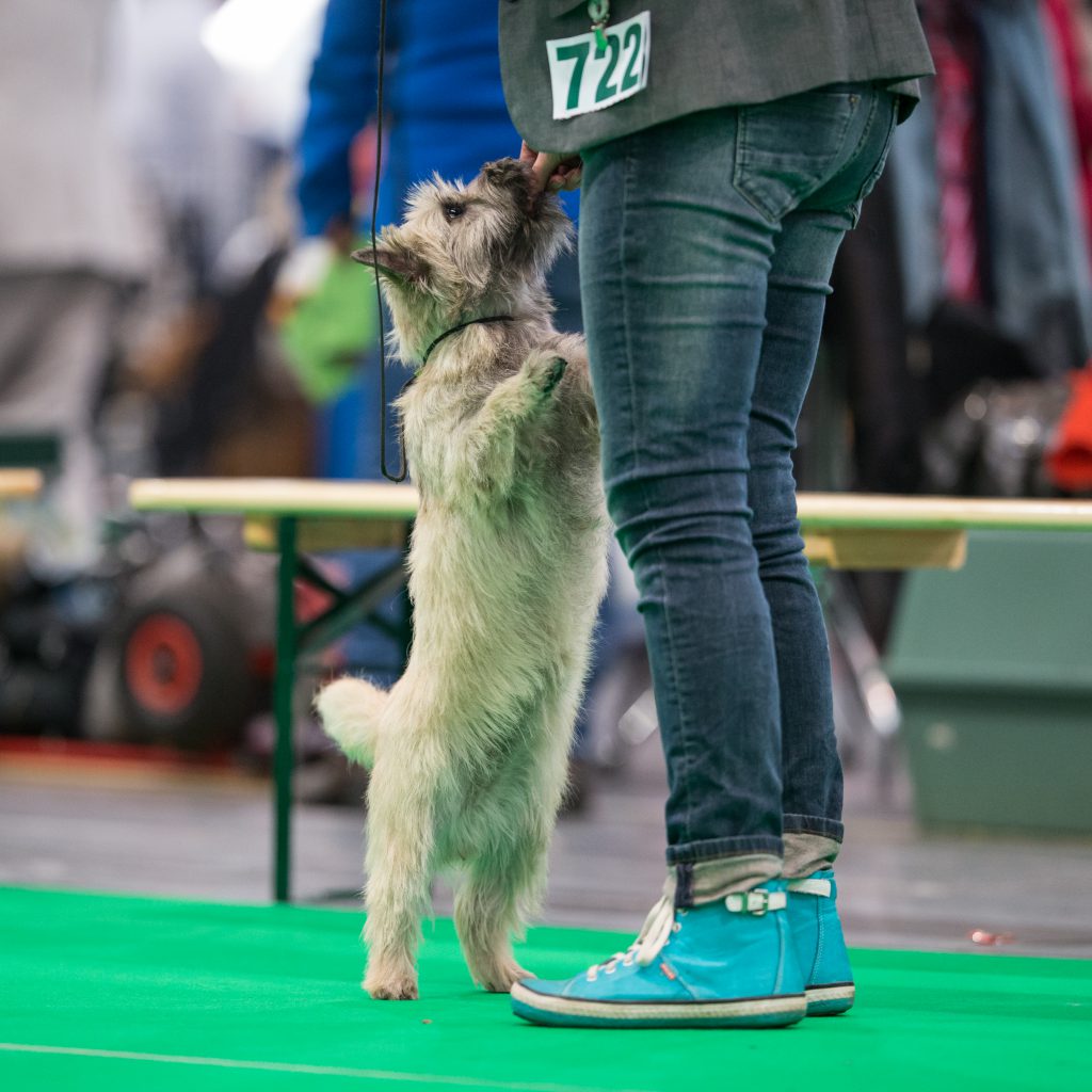Cairn Terrier Splinterhill's Zaza Zinzi