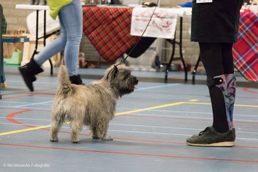 Cairn Terrier Splinterhill's Zaza Zinzi
