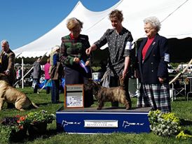 Caledonian Dutch Penny of Wolfpit first show