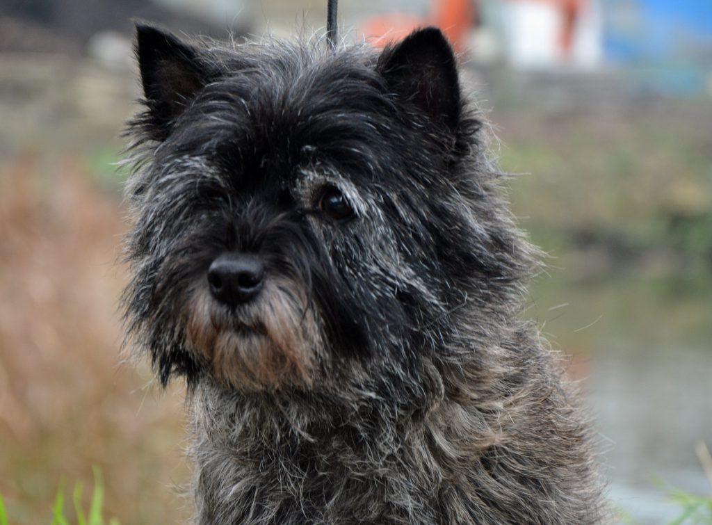 Cairn Terrier Splinterhill