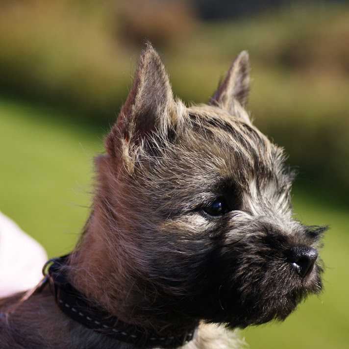 Cairn Splinterhill's Queen for Life