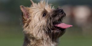 Cairn Splinterhill's Jingle Bells