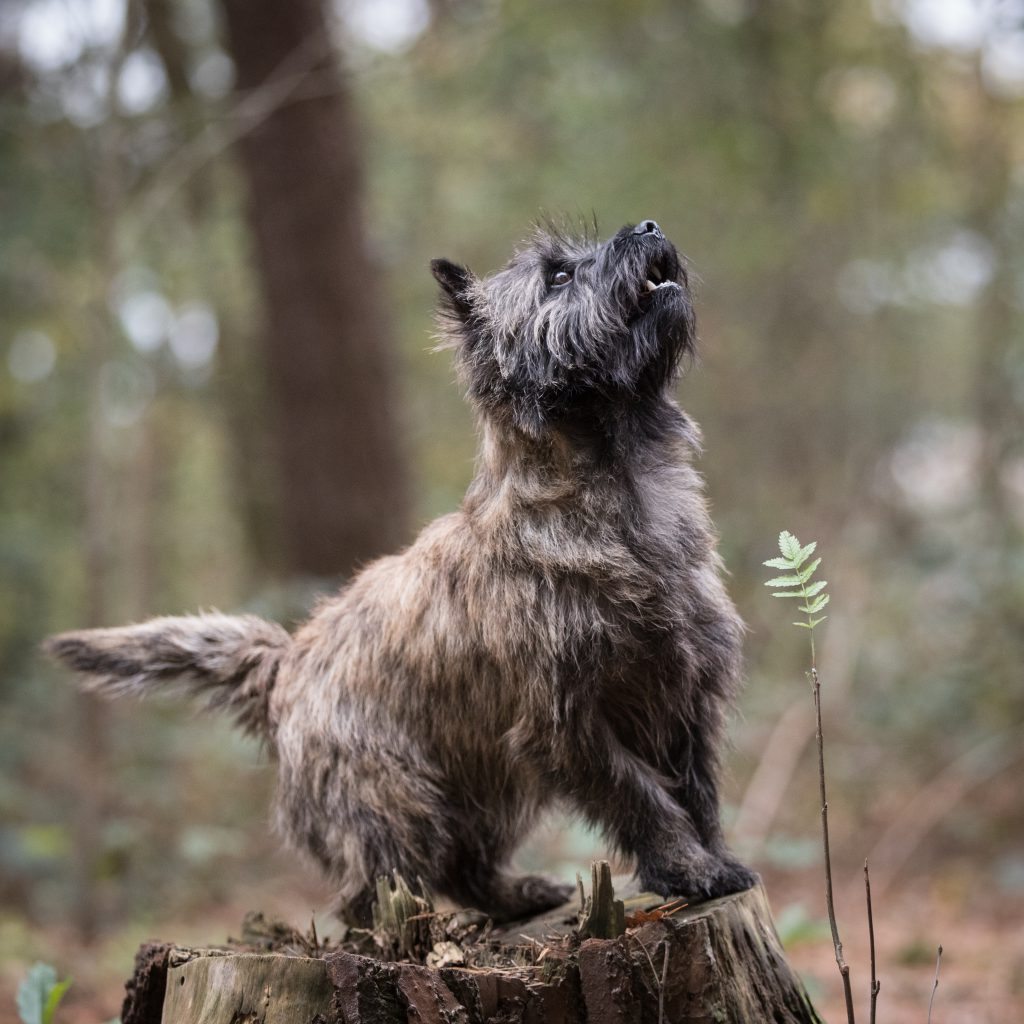 Cairn Terrier Caledonian Dutch Penny of Wolfpit