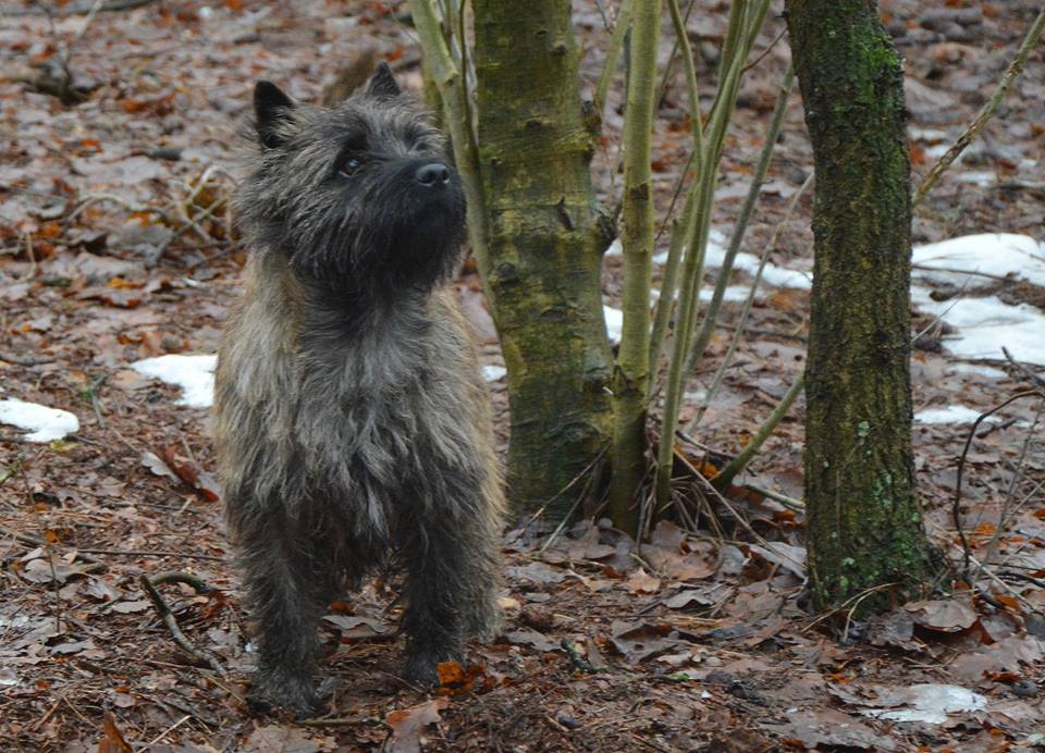 Cairn Terrier Caledonian Dutch Penny of Wolfpit