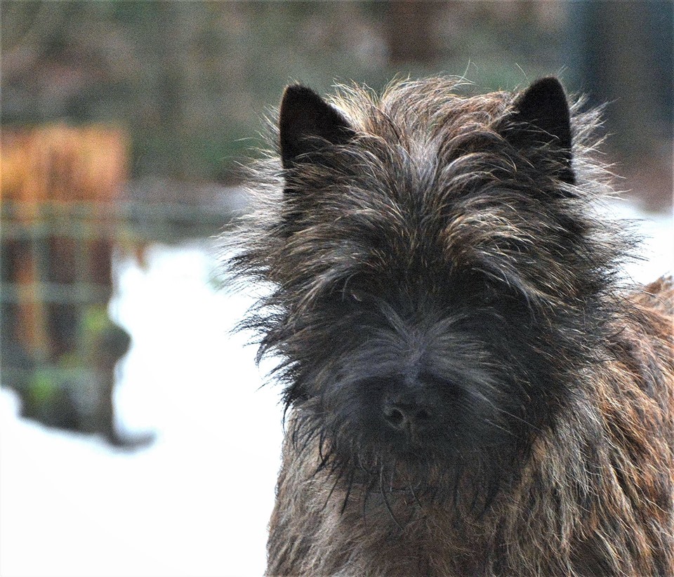 Cairn Terrier Caledonian Dutch Penny of Wolfpit