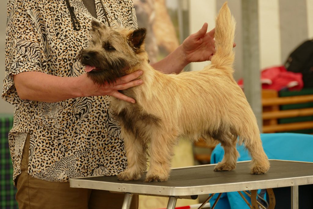 Cairn Splinterhill Ailsa Pink