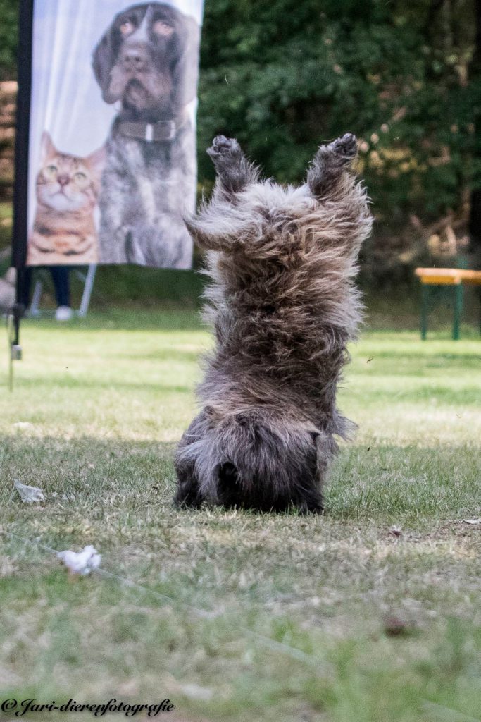 Cairn Terrier Splinterhill Bobbit