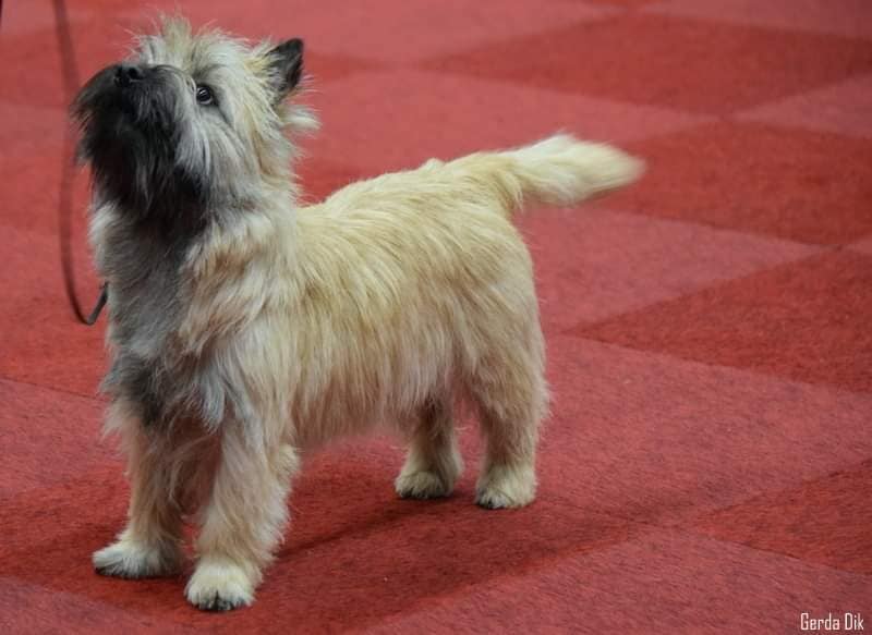 Cairn Splinterhill Ailsa Pink