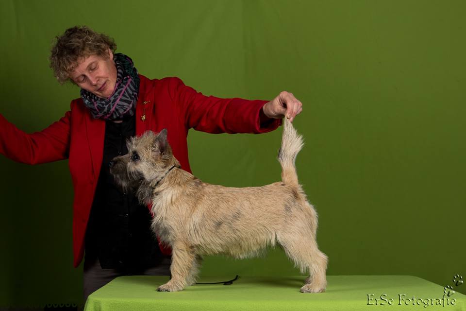 Cairn Terrier Splinterhill's Zaza Zinzi
