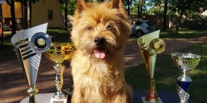 Splinterhill's Dutch Gold