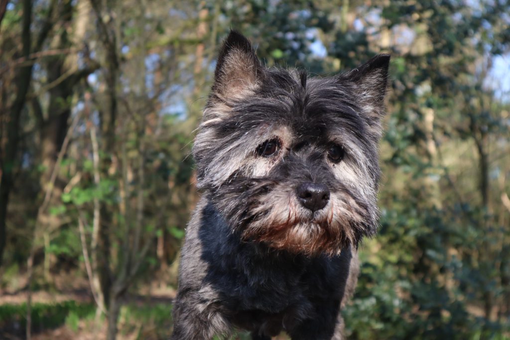 Cairn Terrier Splinterhill
