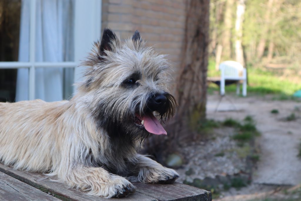 Cairn Splinterhill Ailsa Pink