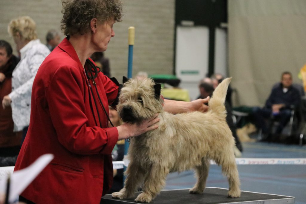 Cairn Terrier Splinterhill's What Next