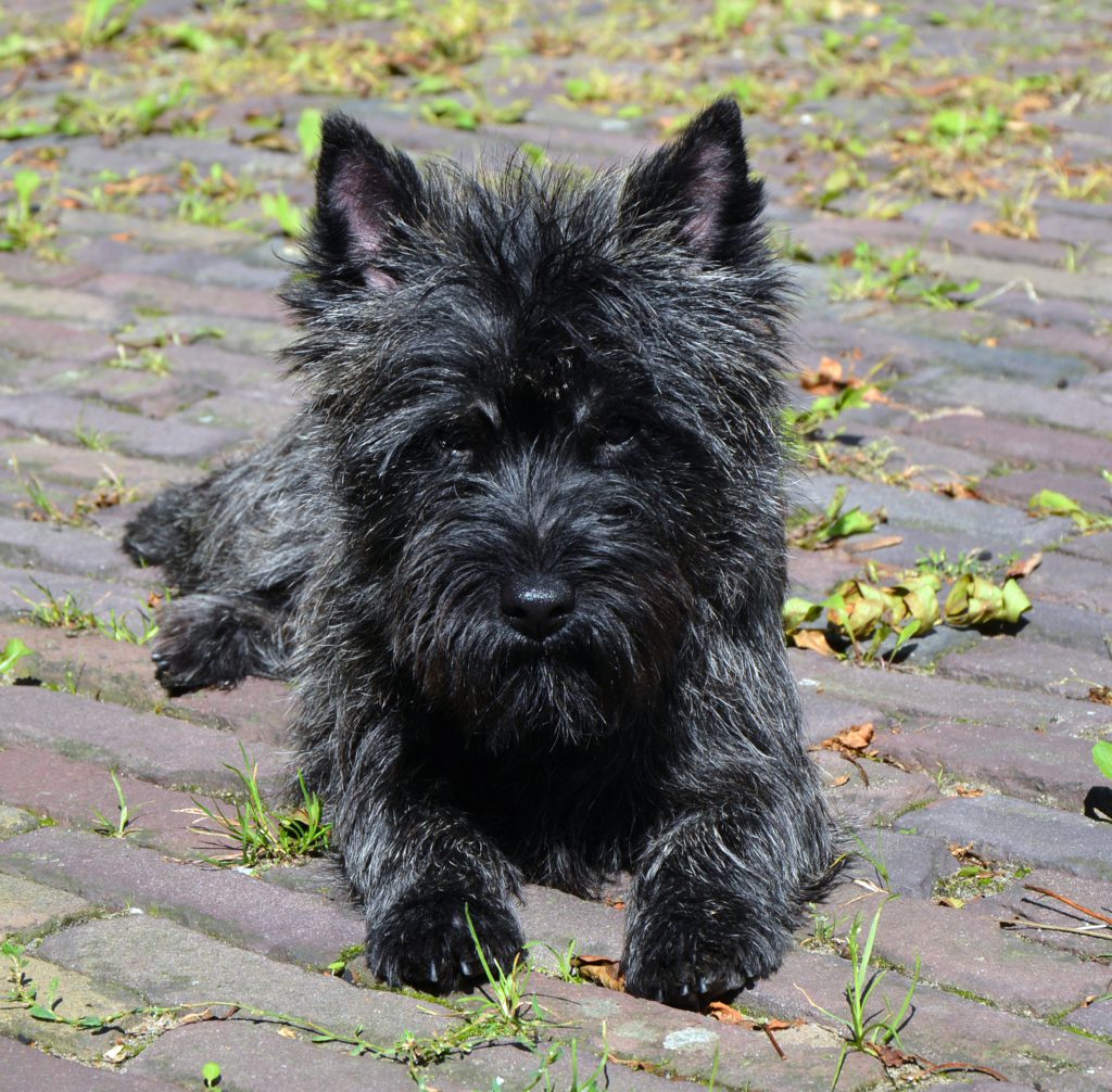 Cairn Splinterhill Lest Best