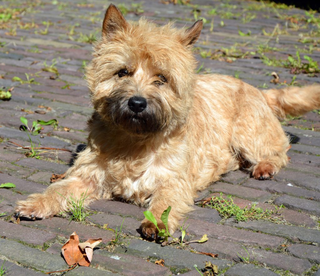 Cairn Splinterhill's Queen for Life