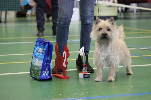 Cairn Terrier Splinterhill's Vienna