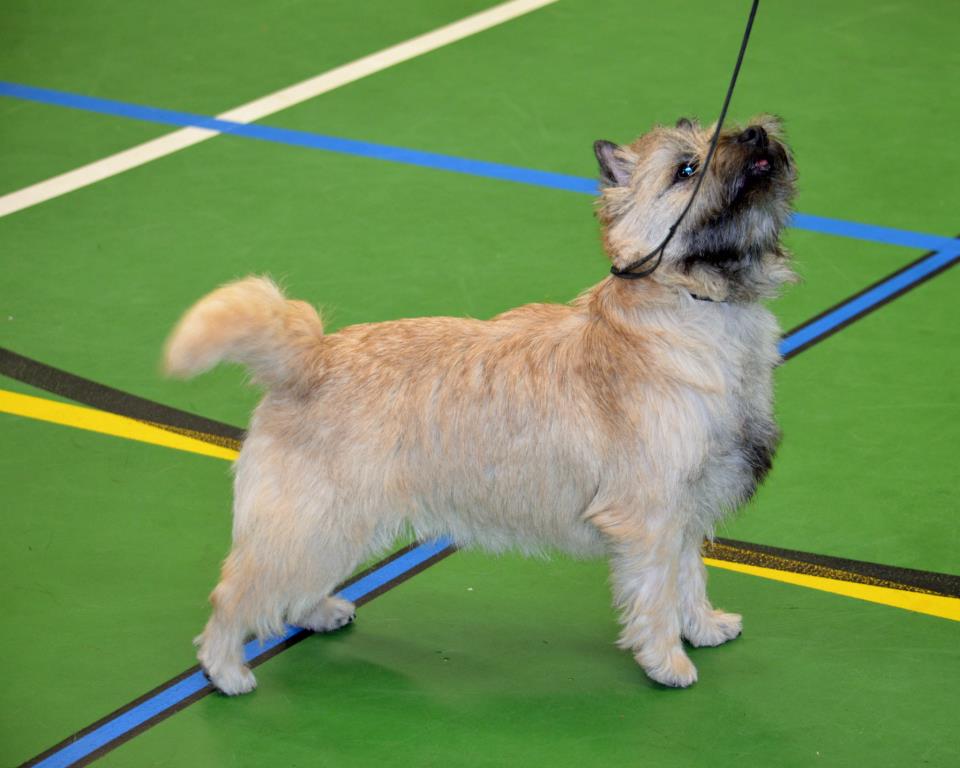 Cairn Splinterhill's Queen for Life