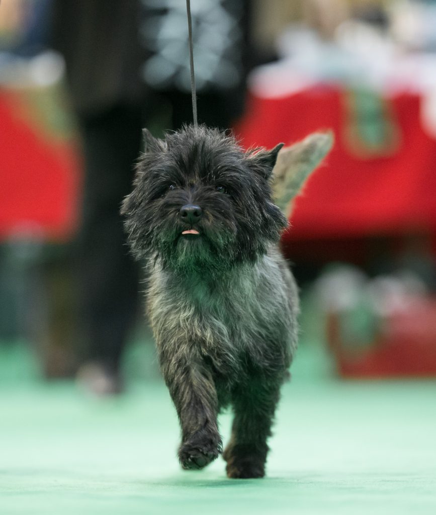 Cairn Splinterhill's Imp of Mischief