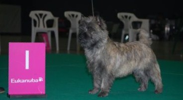 Cairn Terrier Splinterhill's Dutch Gold