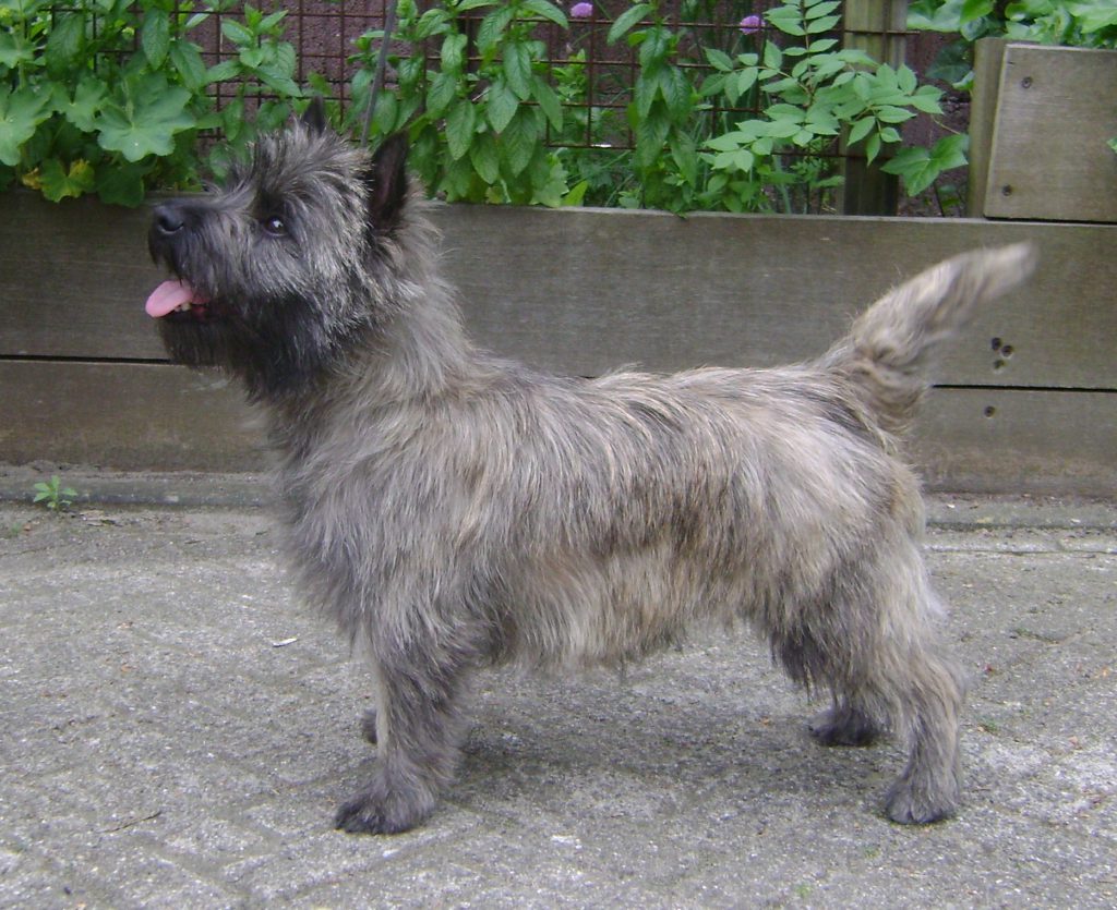 Cairn Splinterhill's Imp of Mischief