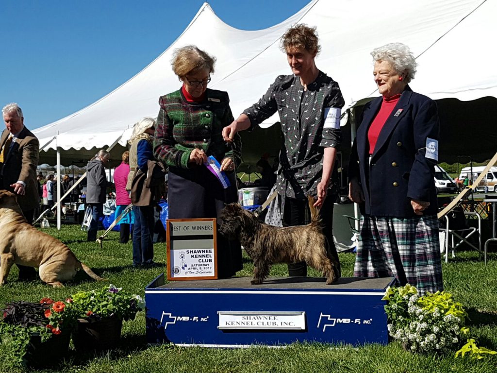 Cairn Terrier Caledonian Dutch Penny of Wolfpit
