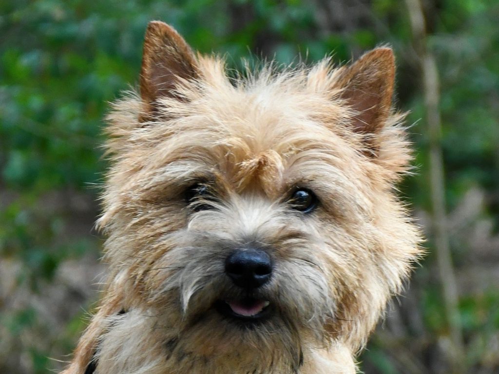 Cairn Splinterhill Qualitystreet Orange Cream