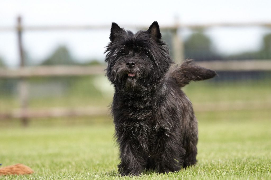 Cairn Splinterhill's Zest for Life