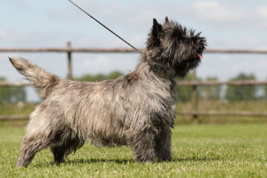 Cairn Splinterhill's Imp of Mischief