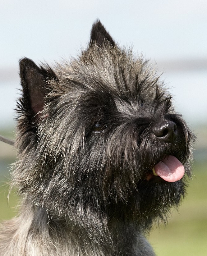 Cairn Splinterhill's Imp of Mischief