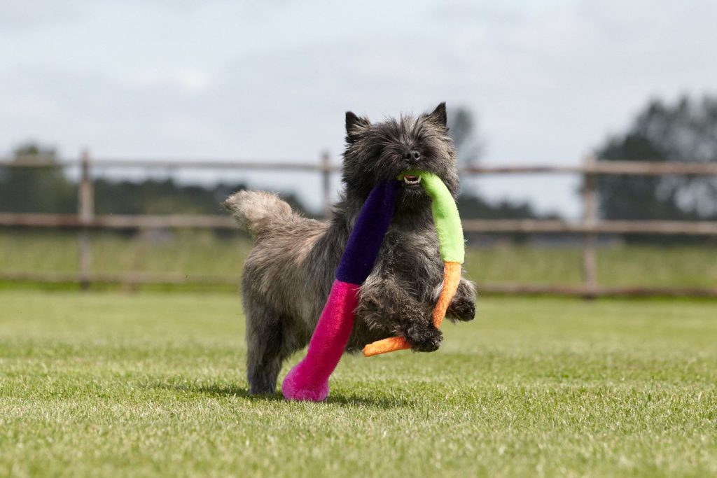 Cairn Splinterhill's Imp of Mischief