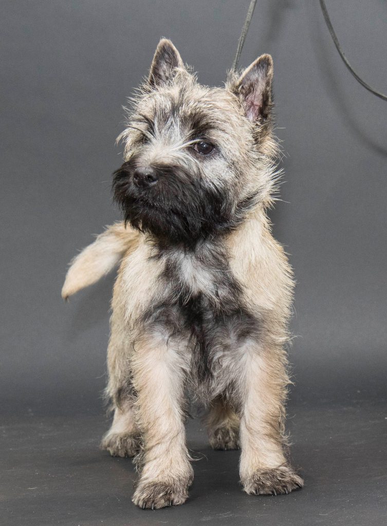 Cairn Splinterhill Ailsa Pink