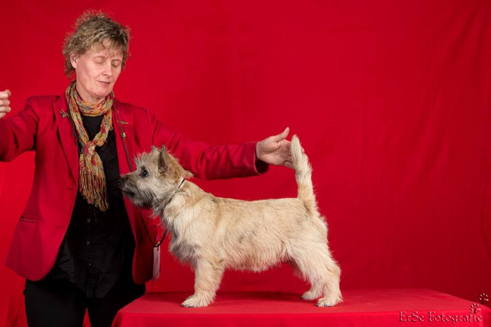 Cairn Terrier Maries'Magic Qualitystreet Orange Cream