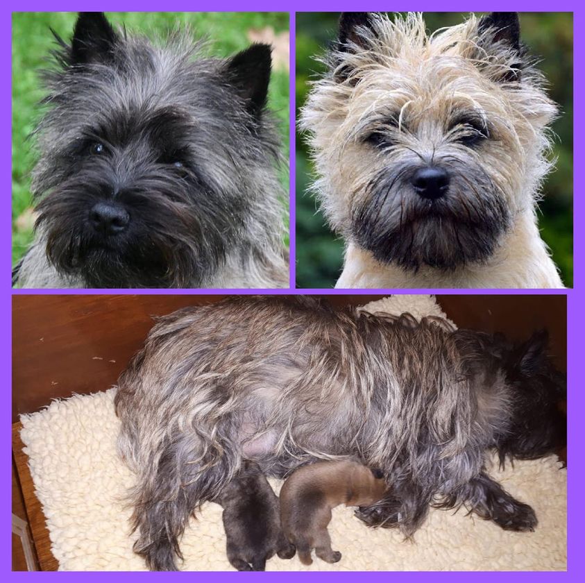 Splinterhill nest Cairn Terriers