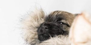 Splinterhill Cairn Terrier pups