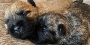 Cairn Terrier pups Splinterhill