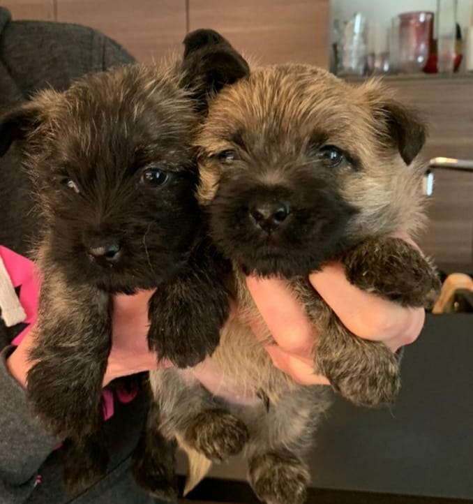 Splinterhill pups Ivy