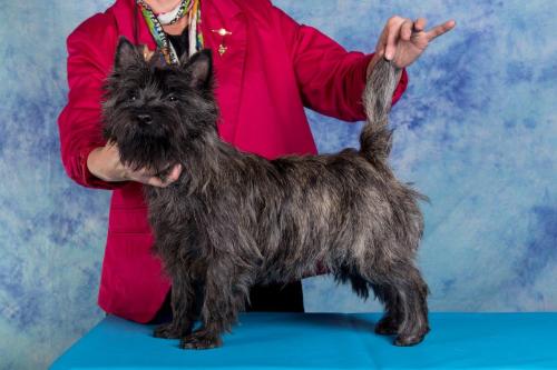 Cairn Terrier Splinterhill's Top Secret