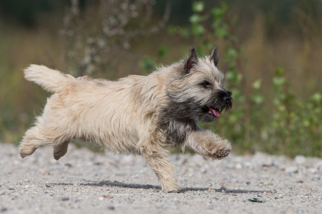 Cairn Terrier Splinterhill's Zaza Zinzi