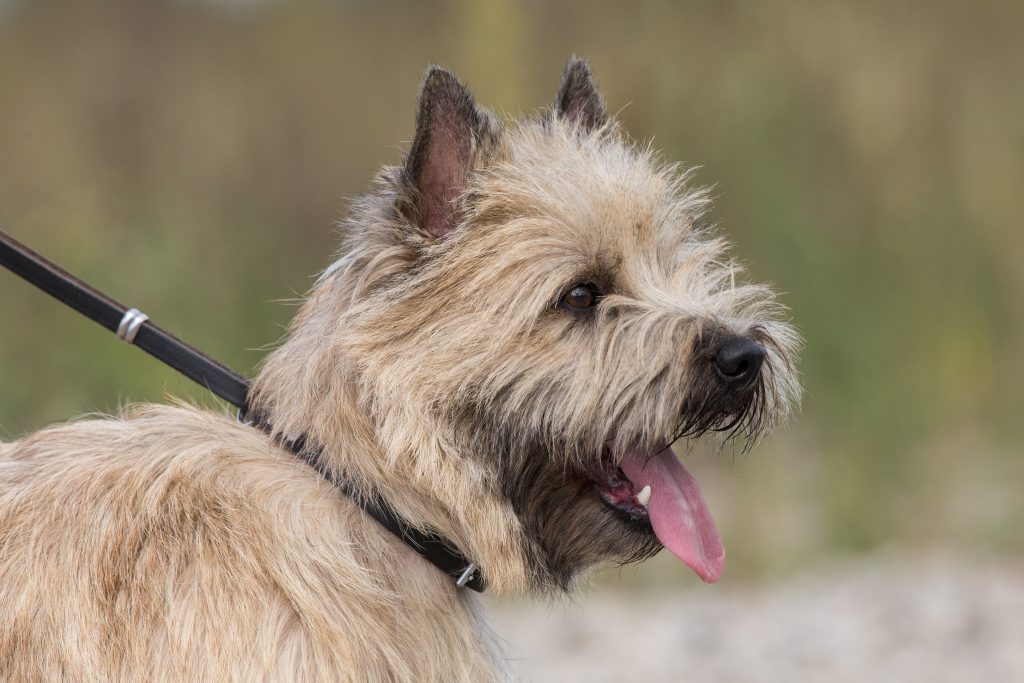 Cairn Terrier Splinterhill's Zaza Zinzi