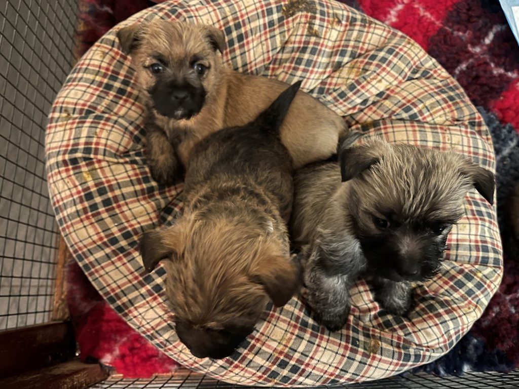 Splinterhill pups Nibb-it