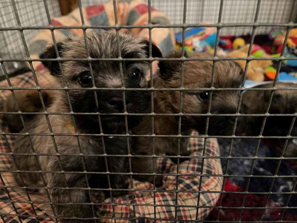 Splinterhill pups Nibb-it