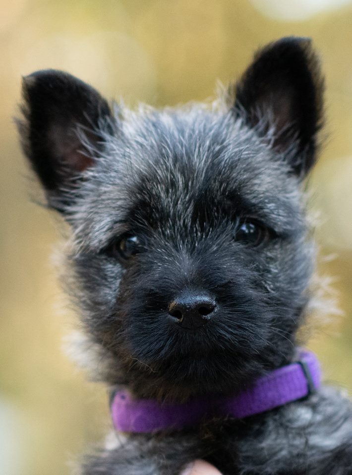 Splinterhill Cairn Terrier pup